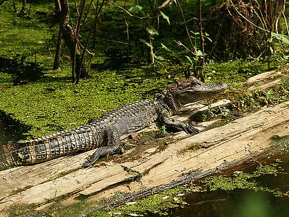 yazoo national wildlife refuge