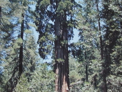 nelder grove bosque nacional sierra