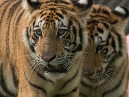 big cat habitat and gulf coast sanctuary sarasota