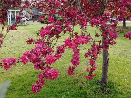 wickersham park petaluma