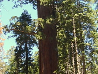 lincoln tree sequoia kings canyon