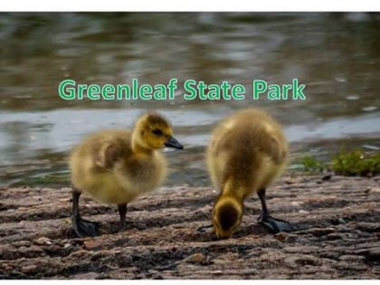 greenleaf state park cherokee state park