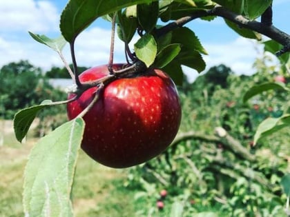 hillcrest orchards ellijay
