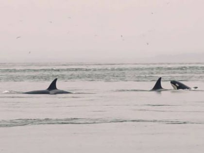 orca whale watching wildlife san juan island friday harbor