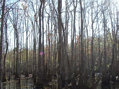 leaf river wildlife management area bosque nacional de soto