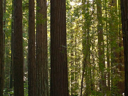 Parc d'État Navarro River Redwoods