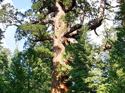 grizzly giant park narodowy yosemite