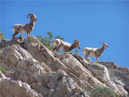 the roadrunner club borrego springs