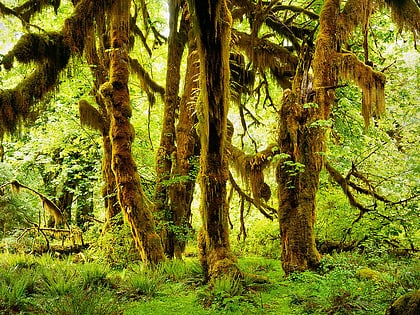 Forêt humide de Hoh