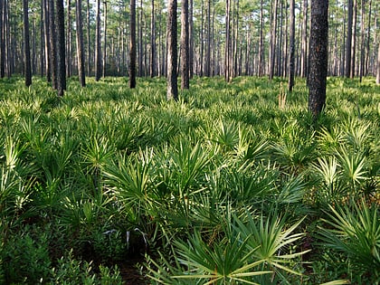 osceola national forest