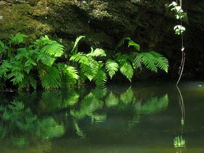 park stanowy portola redwoods