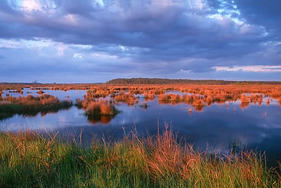 big branch marsh national wildlife refuge
