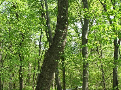 Bottomland hardwood forest