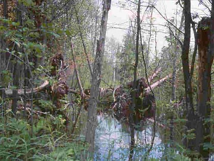 au sable state forest