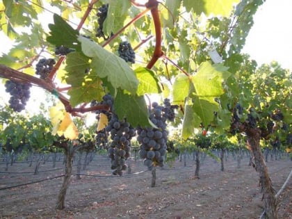 Tara Bella Winery & Vineyards