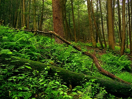 stokes state forest