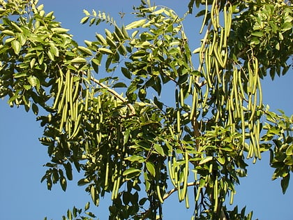 parque botanico palma sola bradenton