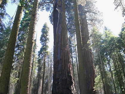hazelwood tree parque nacional de las secuoyas