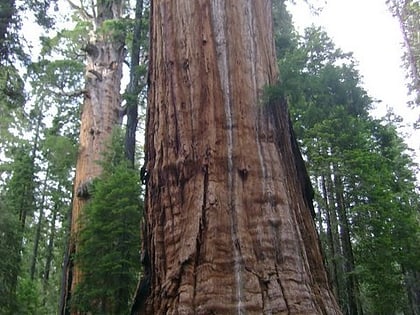 president tree sequoia and kings canyon national parks