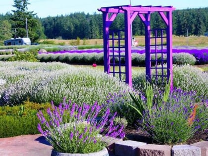 sunshine herb lavender farm sequim