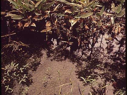 tamiami canal miami