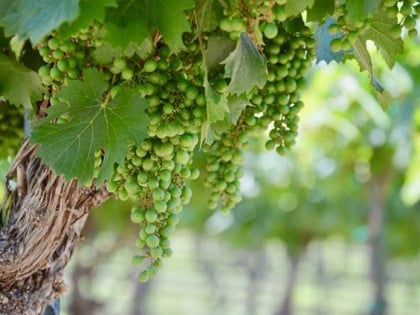 perissos vineyard and winery burnet