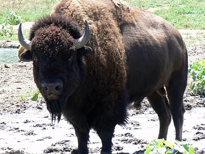 lee g simmons conservation park and wildlife safari ashland