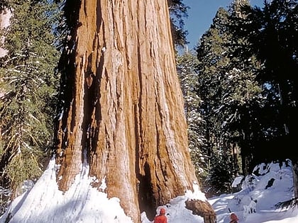 general grant sequoia and kings canyon national parks