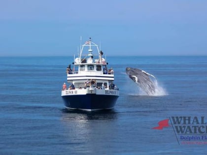 dolphin fleet whale watch provincetown