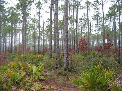 apalachicola national forest