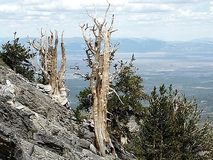 currant mountain wilderness