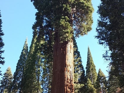 methuselah foret nationale de sequoia