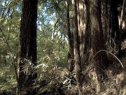 the forest of nisene marks state park