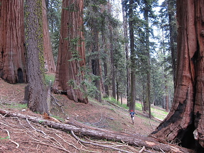 garfield grove parc national de sequoia