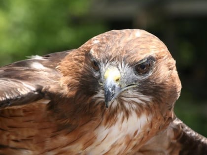 Audubon Center for Birds of Prey