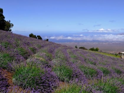 Aliʻi Kula Lavender