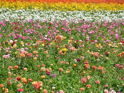 flower fields carlsbad