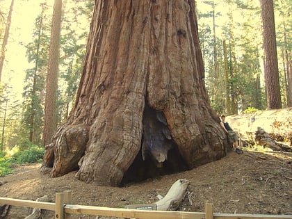 robert e lee tree sequoia nationalpark und kings canyon nationalpark