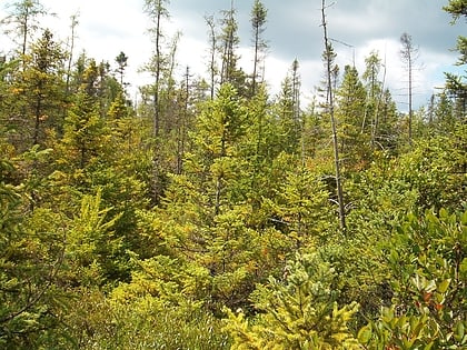 tannersville cranberry bog