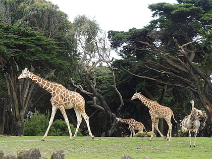 san francisco zoo