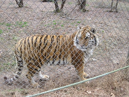 carolina tiger rescue pittsboro