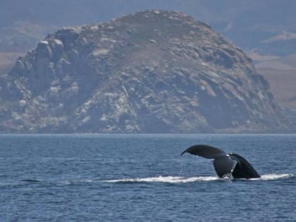 morro bay whale watching