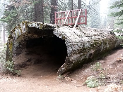 hollow log foret nationale de sequoia