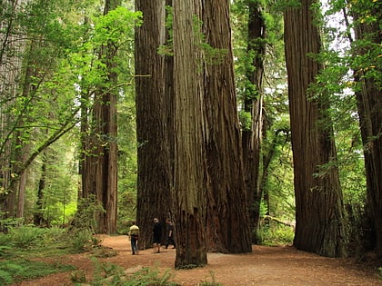 park stanowy jedediah smith redwoods