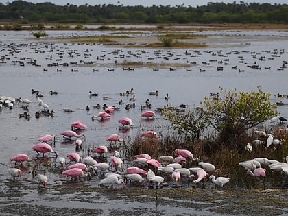 refuge faunique national merritt island