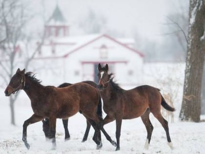 Thoroughbred Heritage Horse Farm Tours