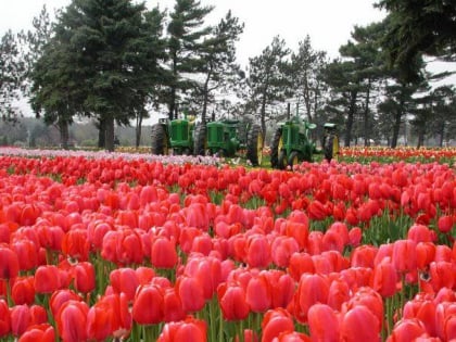 veldheer tulip gardens holland