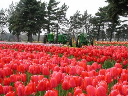 Veldheer Tulip Gardens