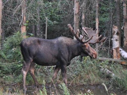 pemi valley moose tours lincoln