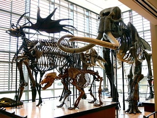 beneski museum of natural history amherst